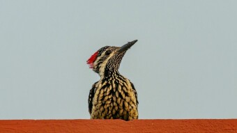 Birds are Flay and Hunting