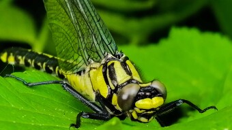 New Dragonfly