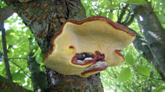 Red-belted conk - half a year later, what changes?