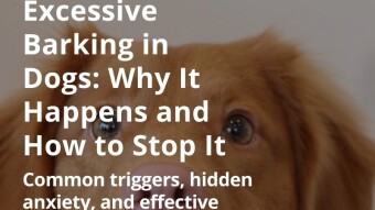 Excessive Barking in Dogs: Why It Happens and How to Stop It