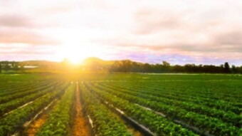 There and Back Again: a Yield Farmer's Tale