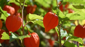 Physalis inflatae, or beautiful lanterns in our garden