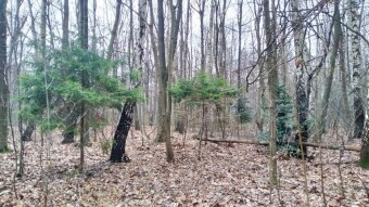 Tuesday very chilly, but still spring-like - My Actifit Report Card: March 17, 2026