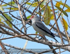 The Masked Tityra