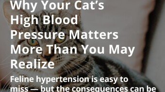Why Your Cat’s High Blood Pressure Matters More Than You May Realize