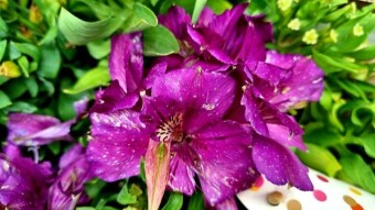 Peruvian lily photography