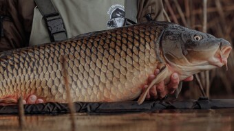 Casting for Carp: Tips and Techniques for Successful Fishing