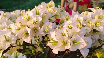 Bagan Bilash flower videography.