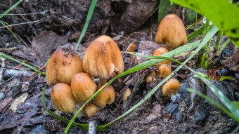 Coprinellus micaceus 🍄 Mushroom