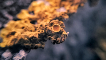 Macro Photography | Lichen - Xanthoria parietina