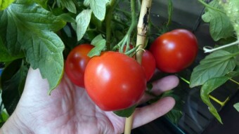 Maybe it's not professional cultivation, but it is possible on the balcony