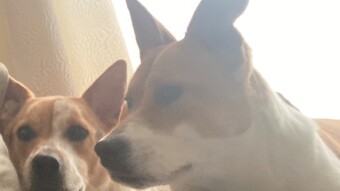 Little Pups Just Lounging Around