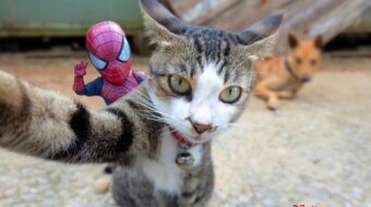The adventures of the Little Spider and his lovely friends