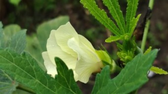 Flowers Photography