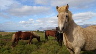 Iceland: Day 2: Center of the Earth, ponies, climbing a metal volcano, telegraph tower, hot pot with a tiny house