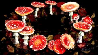 Fascinating Fairy Rings
