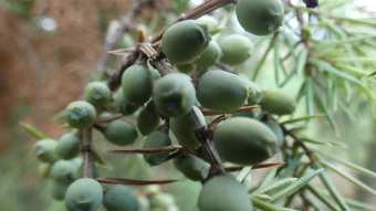 European nature - trees and shrubs - Juniper