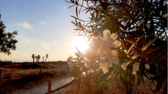 Flowers and sunlight