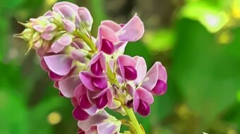 Take a look at different species of flowers and flower names