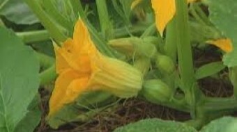 Started Sowing Seeds : My Experience