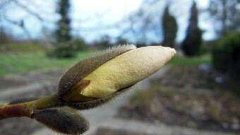 Magnolia did not mind the short return of winter and frost - My Actifit Report Card: March 29 2023