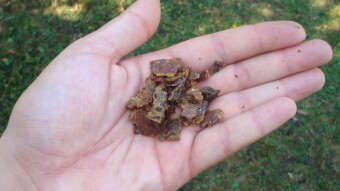 Propolis for oral health