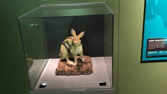 Striped Rabbit