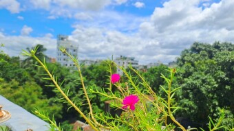 A Gentle Bloom Beneath the Sky.