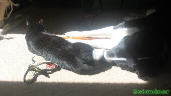 Walter laying on Luci's face