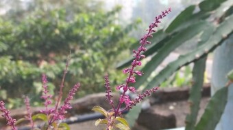 Purple basil tree