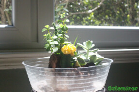 Single of pot of cactus and succulents by the window