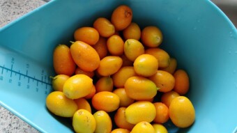 Making Kumquat Marmalade
