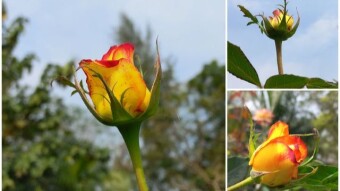 Rose Flower Photography.