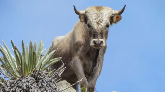 What Is Needed To Unleash The Next Mega Bull - Update/Part 2