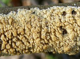 Mushrooms occurring in Europe - Basidioradulum radula