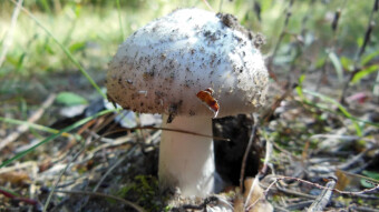 Edible Amanita in three color versions