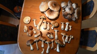 Monday combined walk - part in the Jura, part in the park - My Actifit Report Card: August 4 2025