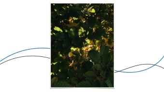Abstract Green, Yellow Soon