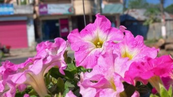 Pituniya Flower Photography.