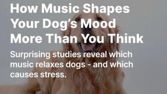 How Music Shapes Your Dog’s Mood More Than You Think