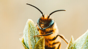 Claim your Free HIVE Account
