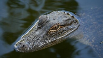 Why I Love Wildlife Photography - Alligator Edition #1
