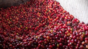 Coffee Origin: Peru