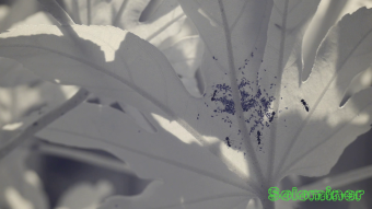 Ultraviolet Macro Video: Aphid grabbed by Wasp on leaf