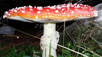The Important World of Fungi