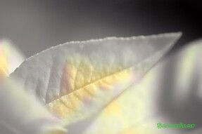 Full Spectrum Style Transfer Art - Macro of Peach tree leaf