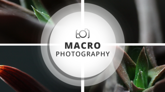 Macro Photography Session | Symmetrical textures