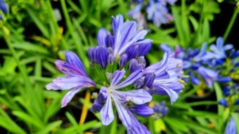 American lily flower photography