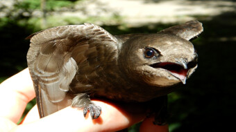 Fallen Swift