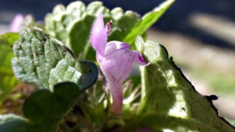Beautiful plants in early spring - Red dead-nettle